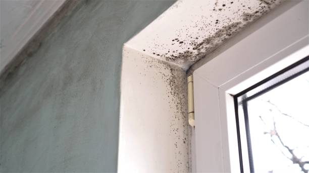 Why You Should Choose Our Mold Remediation Services in Nederland, TX